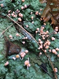 Dibaeis baeomyces image