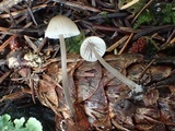 Mycena leptocephala image