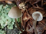 Mycena leptocephala image
