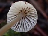 Mycena leptocephala image