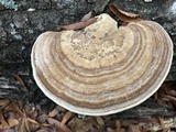 Trametes lactinea image