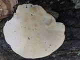 Trametes lactinea image