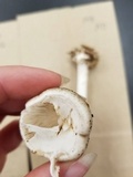 Amanita brunnescens image