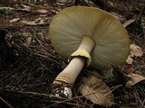 Amanita augusta image