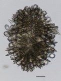 Tubakia nyssae image
