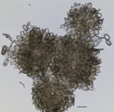 Tubakia nyssae image