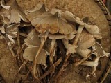 Termitomyces clypeatus image