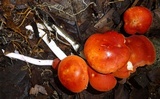 Leucopaxillus gracillimus image