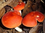 Leucopaxillus gracillimus image