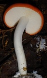 Leucopaxillus gracillimus image
