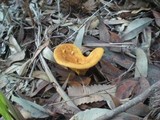 Hygrophoropsis aurantiaca image