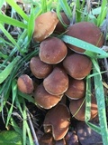 Psathyrella piluliformis image