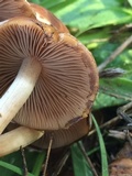 Psathyrella piluliformis image