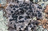 Umbilicaria virginis image