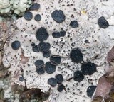 Umbilicaria virginis image