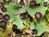 Peltigera venosa image
