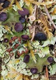 Peltigera venosa image