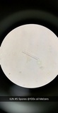 Mutinus elegans image