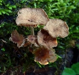 Gymnopus villosipes image