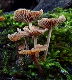 Gymnopus villosipes image
