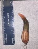 Mutinus elegans image