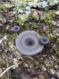 Arrhenia epichysium image