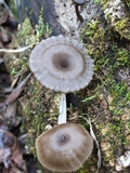 Arrhenia epichysium image