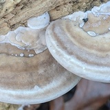Trametes lactinea image