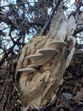 Trametes lactinea image