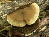 Hexagonia hydnoides image