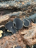 Ionomidotis irregularis image
