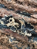 Ionomidotis irregularis image