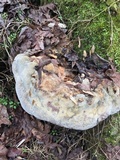 Inonotus dryadeus image