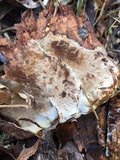 Inonotus dryadeus image