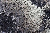 Arctoparmelia centrifuga image