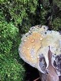Inonotus dryadeus image