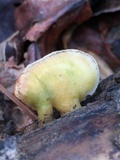 Loweomyces fractipes image