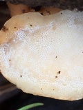 Loweomyces fractipes image