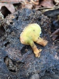 Loweomyces fractipes image