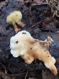 Loweomyces fractipes image