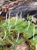 Multiclavula mucida image