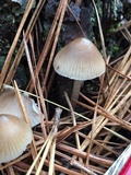 Mycena galericulata image