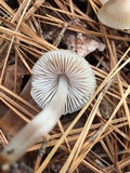 Mycena galericulata image