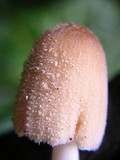 Coprinellus domesticus image