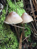 Mycena galericulata image