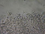 Mycena leptocephala image