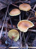Xeromphalina cauticinalis image