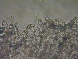 Mycena leptocephala image