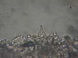 Mycena leptocephala image