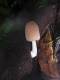 Coprinellus domesticus image